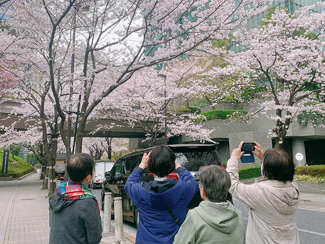 桜もきっちり写真に収めます