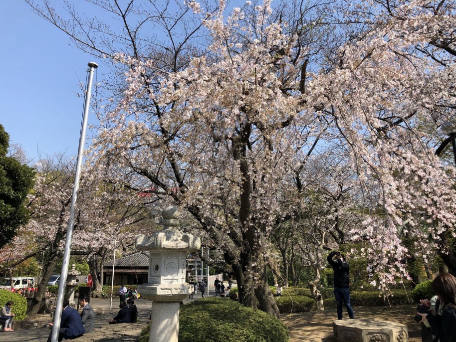 隅田川桜