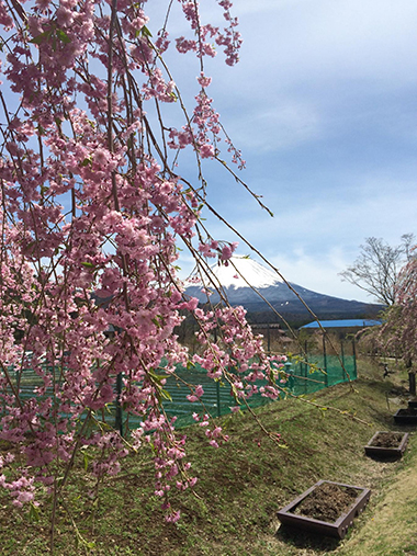 cherry blossoms