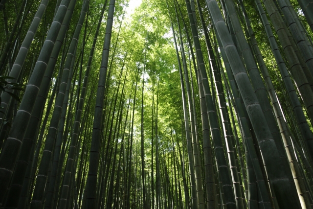 報国寺