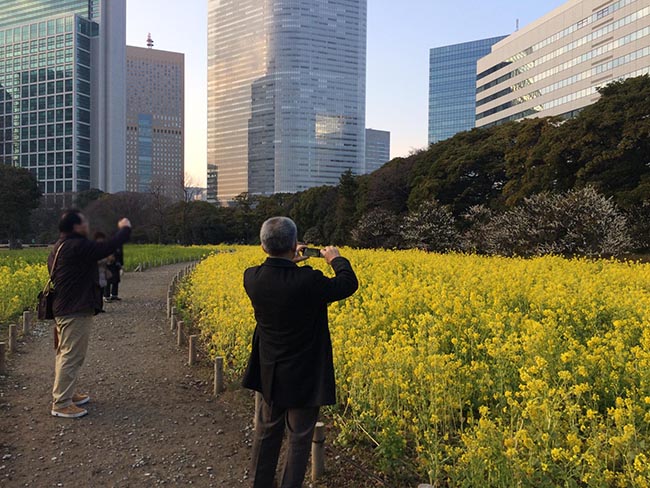 お花畑にて