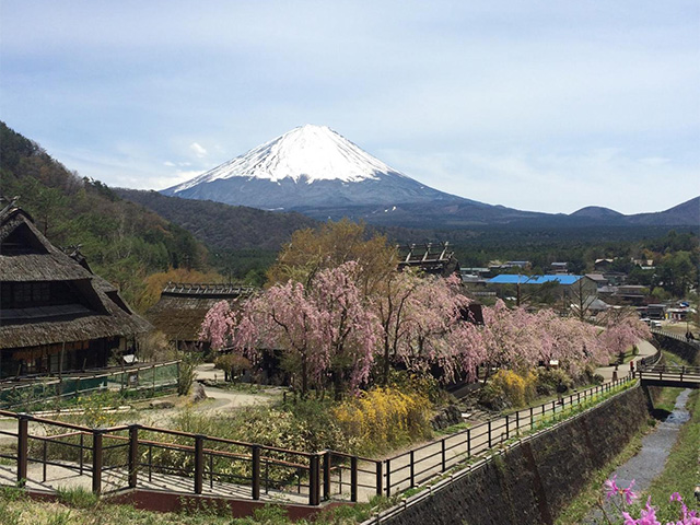 cherry blossoms