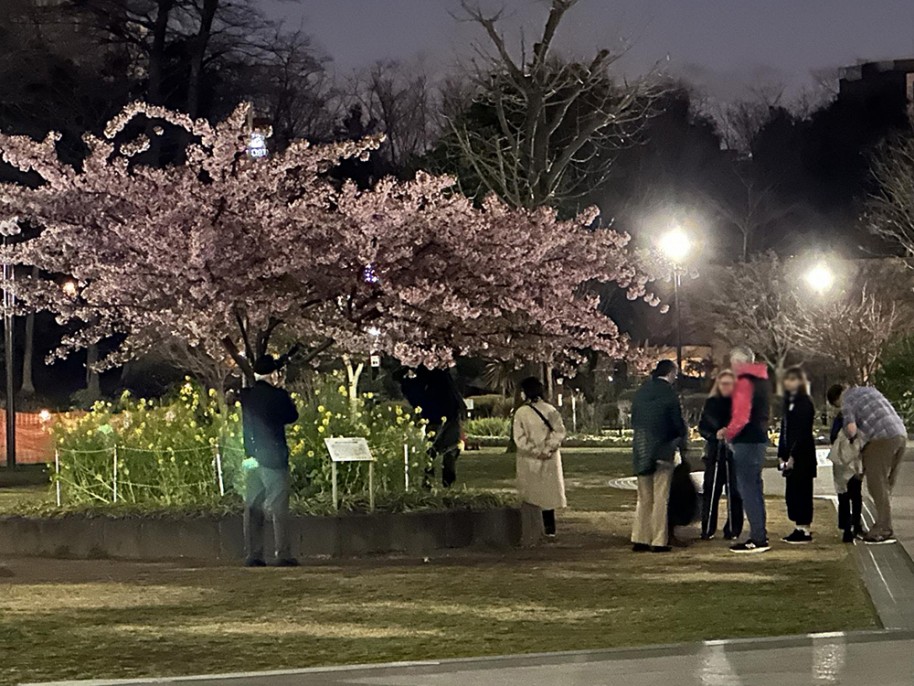 下車して桜鑑賞