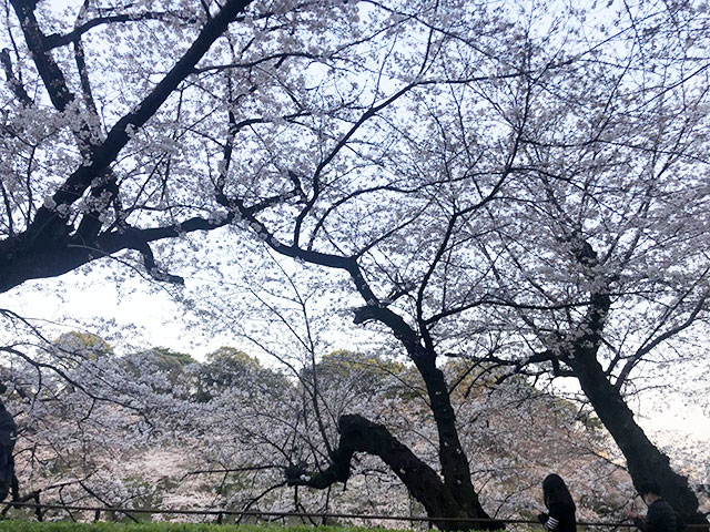 きれいな桜をみることができました