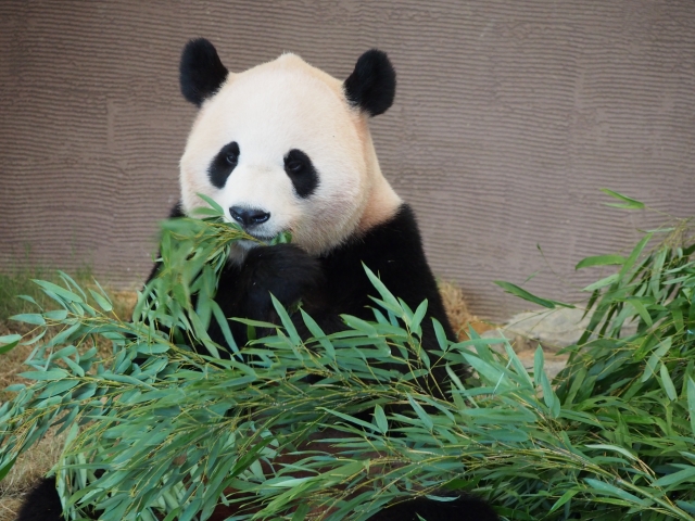 上野動物園のパンダ