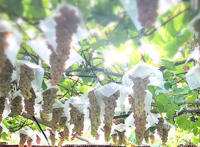 Grapes picking